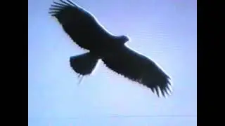 EagleImperial.wmv