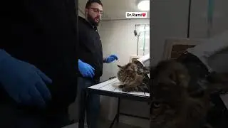 How to deal with angry cat and ferocious cat 🐈 part 5