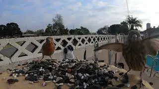 VIDEOS FOR CATS TO WATCH - BIRD SOUNDS FOR RELAXING
