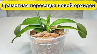 Надо вовремя ПЕРЕСАЖИВАТЬ новые орхидеи // Как ПРИЖАТЬ КОРНИ к стенке горшка