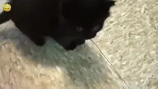 Gatos Divertidos: Intenta No Reir 2020 / Funny Cats: Try Not To Laugh 2020