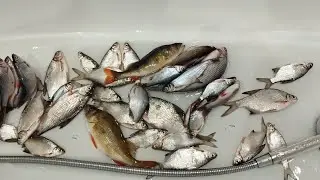 Делаем прикормку для плотвы летом
