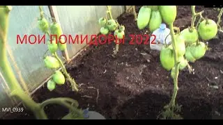 Мои помидоры 2022.