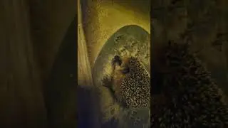 ежонок