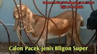 CALON PACEK JENIS BLIGON SUPER