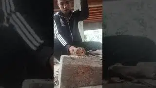 កាប់អុស.. Hack