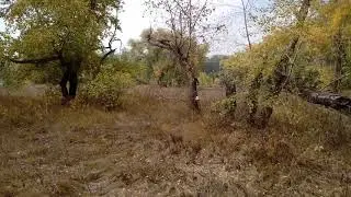 В Зауральной роще.