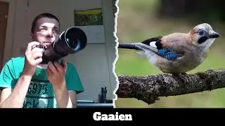 Arne Fotografeert ( Seizoen 3 afl 7 ) Gaaien