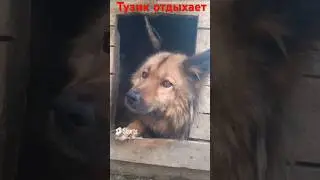 Тузик отдыхает (#СобакаТузиксновавделе). #ОПЕРАТОР @dj_shorts_official2