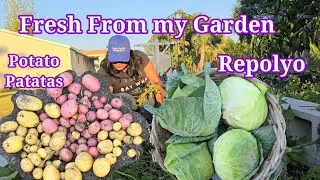 Harvest today: Patatas at CABBAGE