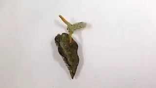 Морские слизни, которые «отрубают» собственную голову