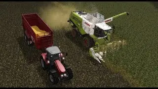 battage de maïs | CLAAS LEXION 740 | MASSEY FERGUSON 7499