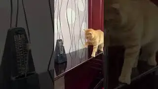 Cat vs Metronome 😂
