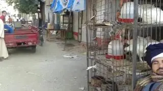 تاجر الفراخ هتموت من الضحك
