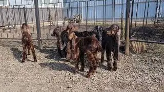 Козы камори.ватсап +7 905 4567 025