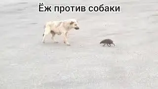 Ёж против всех 