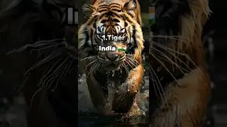 Top 10 countries national animals #top10 #animals #shorts