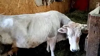 Гуляют все коровы,поросята и овцы.