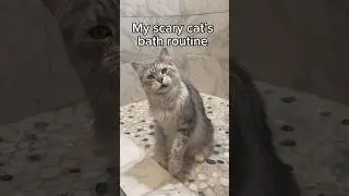 Do you think Winston enjoyed it? 🧼🤍🐱#mainecoon #catbath #catsofyoutube ￼