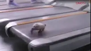 KAPLUMBAĞ´ya Aşkım Ev Boş Denilirse