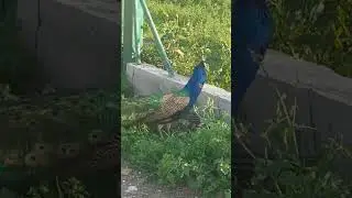 вот так встреча 