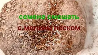 морковь, как значительно сократить сроки всходов моркови в условиях степной зоны Сибири