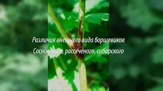 Борщевик Сосновского