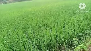 phone sex Hindi,