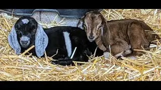 BABIES BORN - Meet Masala and Daisy