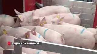 Каждому приморцу по хряку