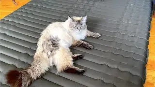 Kid, cat and sleeping test of Queen-sized air mattress with foot pump, by Elegear.
