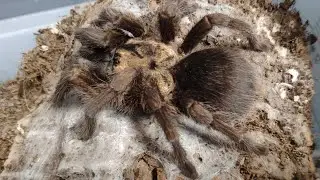 Arachnoforbes tarantula spider farm blog. Phormictopus auratus
