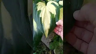 Хоста Кристмас Кэнди