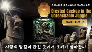 사람이 발길이 끊긴 그곳 !  그곳에서   크레가  살게 됐습니다.  미지의 정글이 꾸며진 454560 크레스티드게코 시스템 사육장을 만나보시죠!!