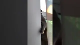 Big eyes cat
