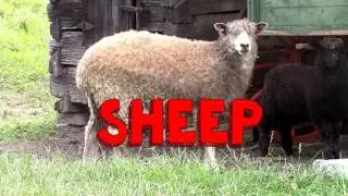 Kids Learn Animals Video Flashcards: Farm Animals