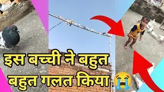 एक साथ पूरा कबूतर उडा देया | TECH OF MY ALL PIGEON |