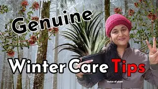 🔴8 TIPS सर्दियों में कैसे करे देखभाल - HOW TO CARE PLANTS IN WINTER  