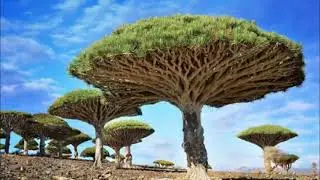 Top 8 Most Unusual Trees in the World  Green