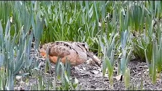 Why Does The American Woodcock Have A Long Bill?