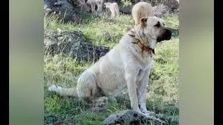 SİVAS KÖPEĞİ KANGAL!!!!(TUTTUMU BIRAKMAZ,KURT BOĞAN)