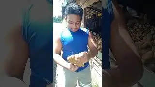 A rare vegetable in Sri Lanka 2

