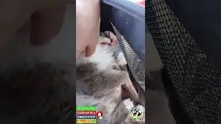 Слепую кошечку соседки возили удалять зубы