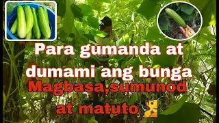Tamang pag-aalaga sa pipino at pagharvest