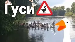 Гуси на воде!