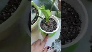 полив эухариса (амазонской лилии)