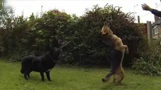 Funny dog fails compilation - Best funny fails 2016 - Animals fails try not to laugh