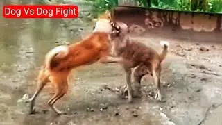 Crazy Dog Vs Poor Dog|Dog Vs Dog|Funny Dog Video|