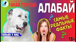 Такая Порода - Алабай