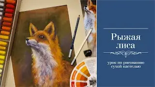 Лиса сухой пастелью / Fox dry pastel/